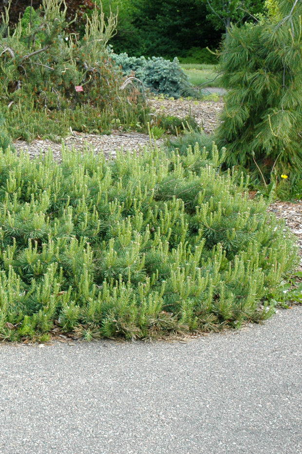 Pine, Scotch Hillside Creeper