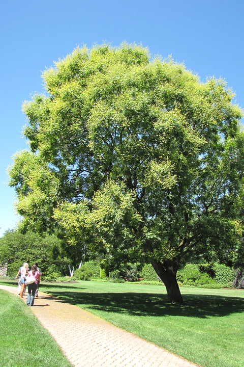 Goldenrain Tree