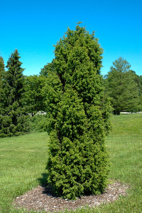 Juniper, Common Pencil Point