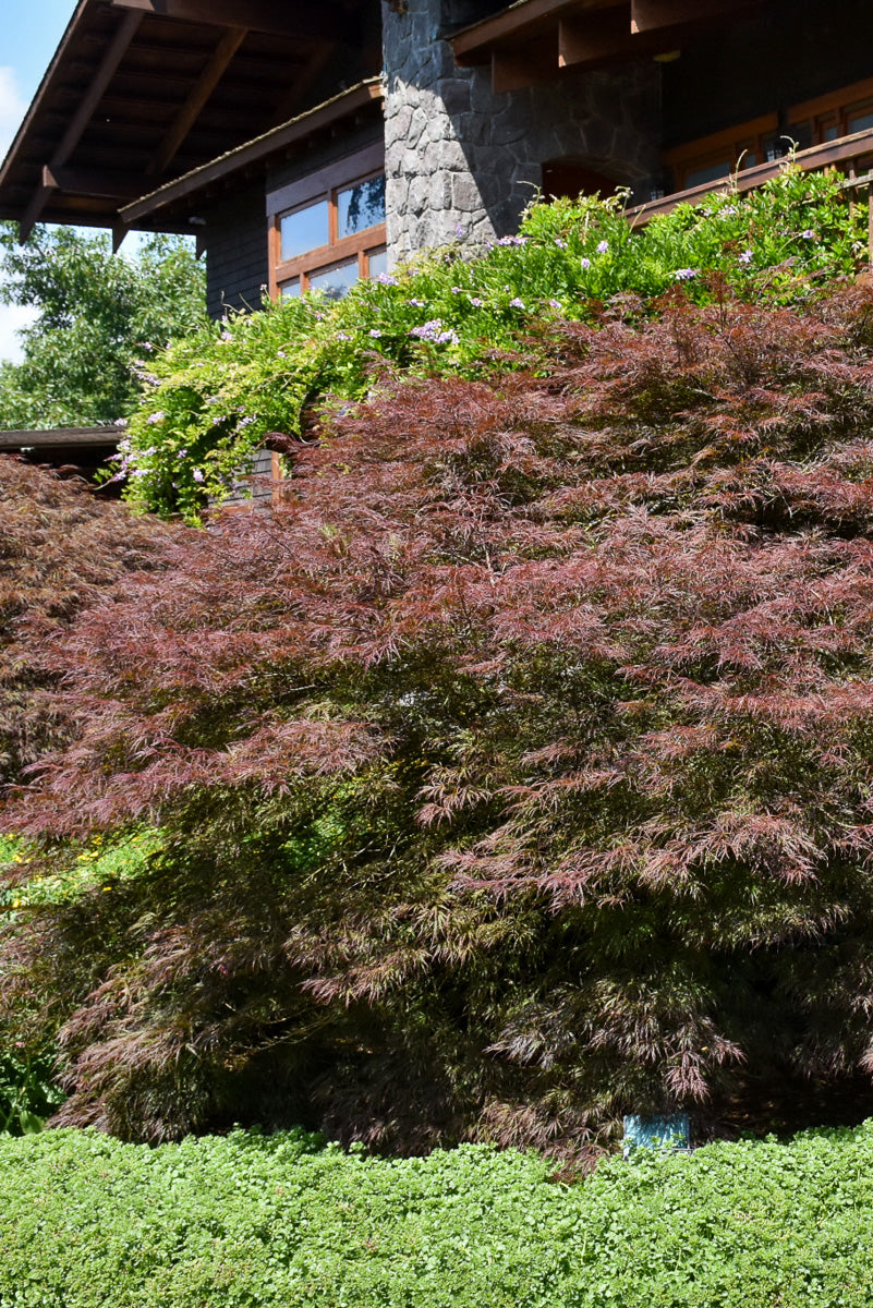 Maple, Japanese Ever Red