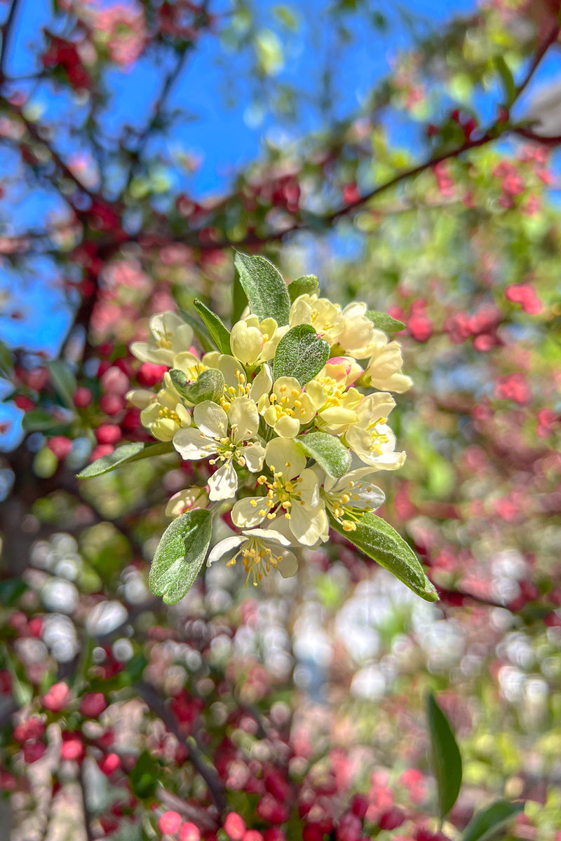 Crabapple, Tina