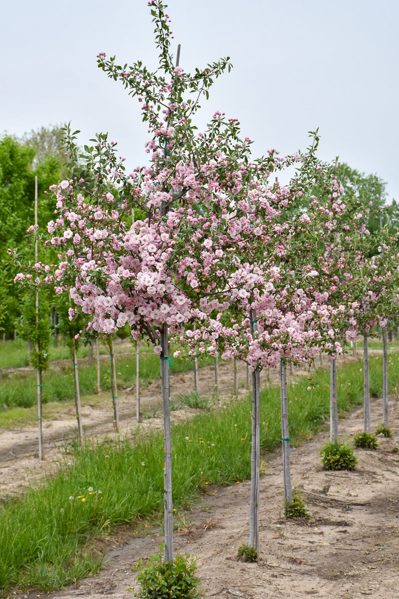 Crabapple, Prairie Rose