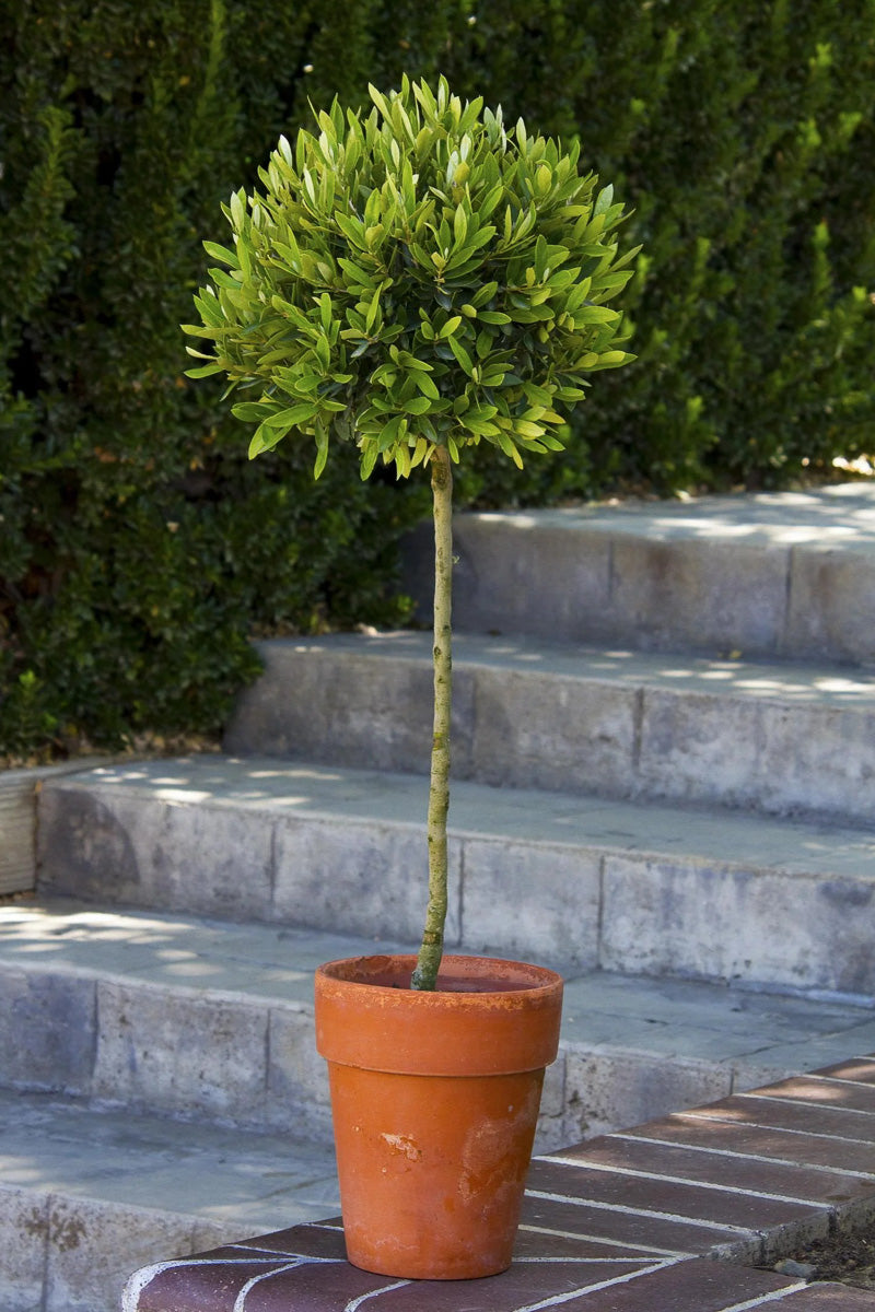Olive, Little Ollie Patio Tree 7" Terra Cotta