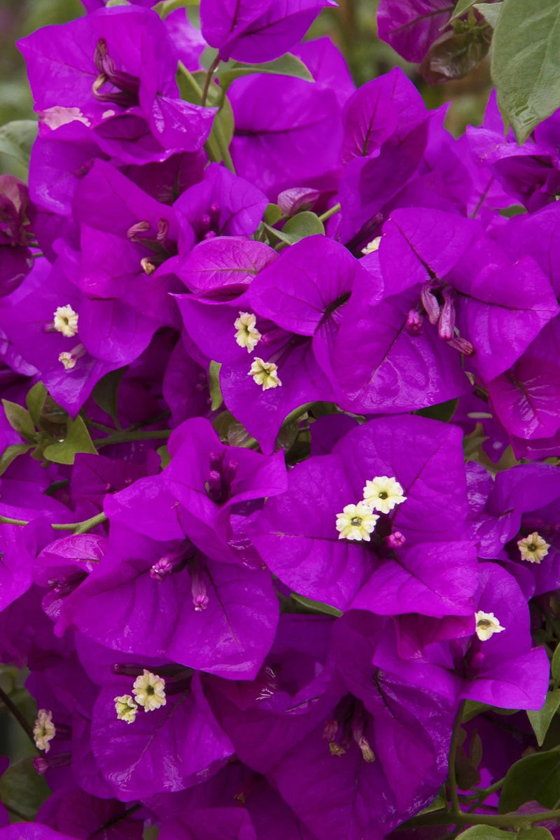 Bouganvilla, Purple Queen