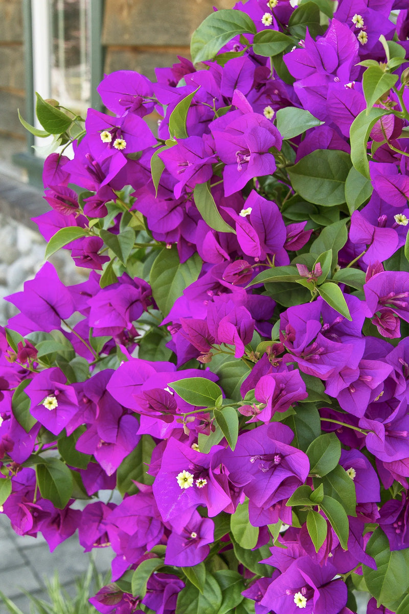 Bouganvilla, Purple Queen