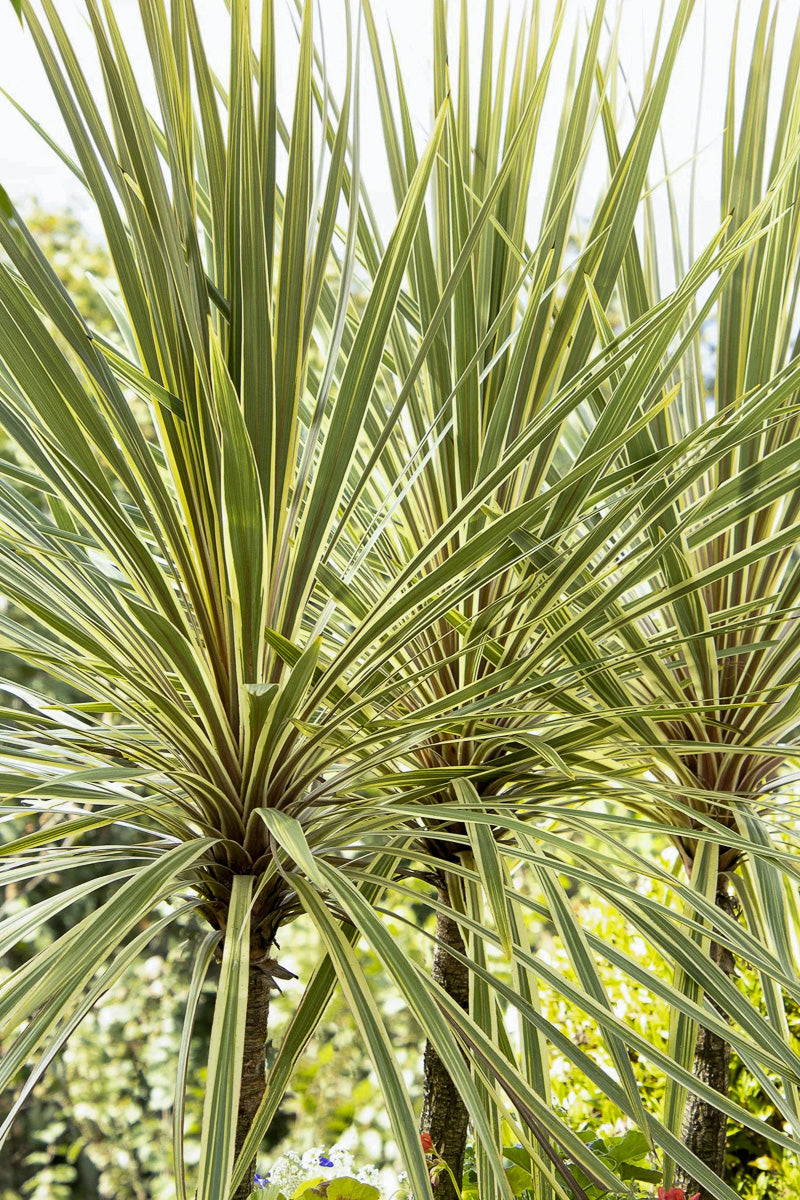 Cordyline, Torbay Dazzler 2G