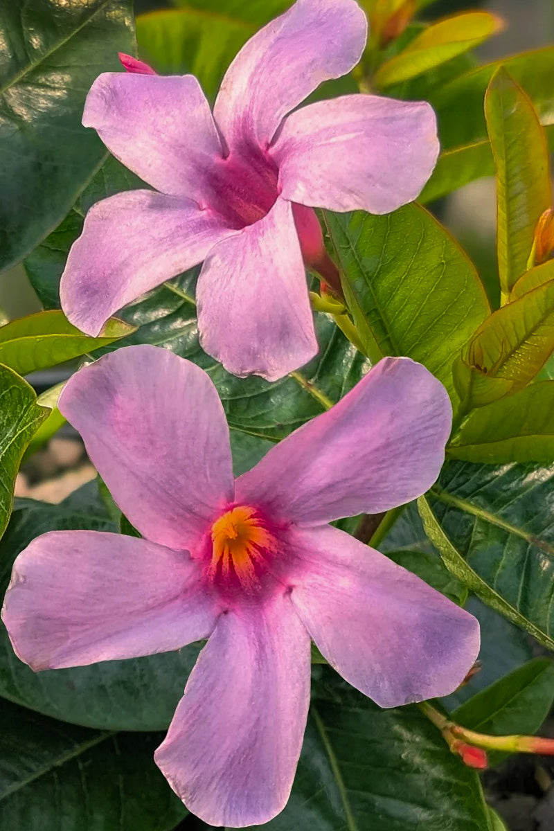 Mandevilla, Sun Parasol Bluephoria