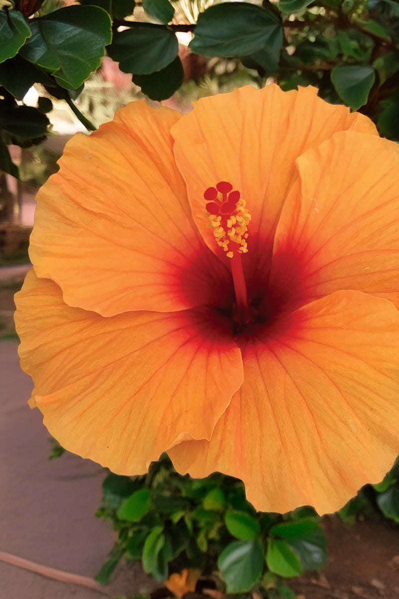 Hibiscus, Orange Lava
