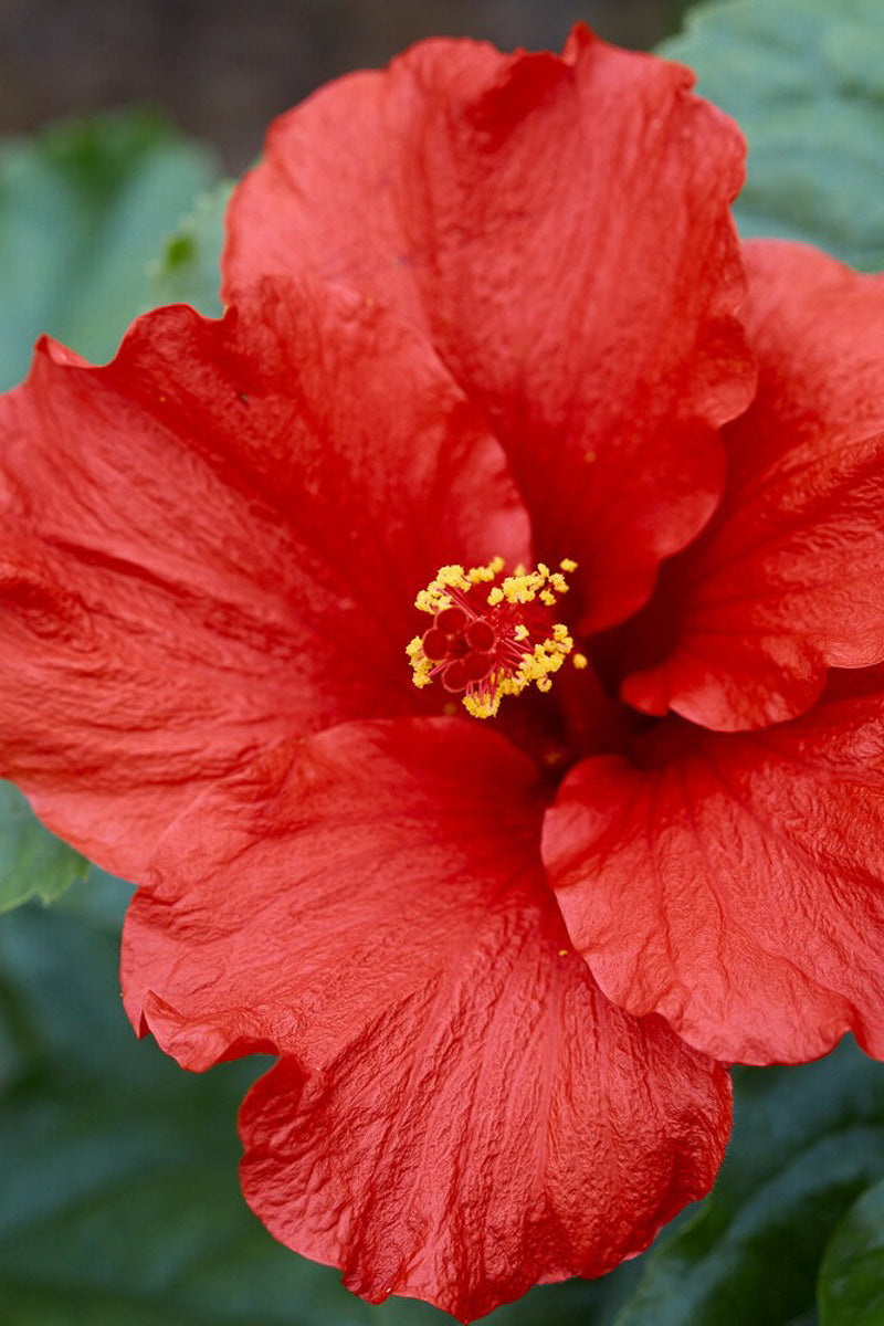 Hibiscus, Hollywood First to Arrive