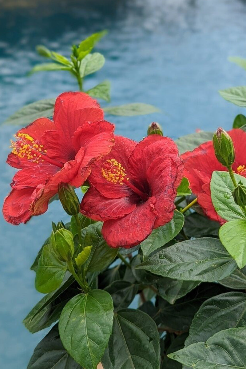 Hibiscus, Hollywood Hot Shot