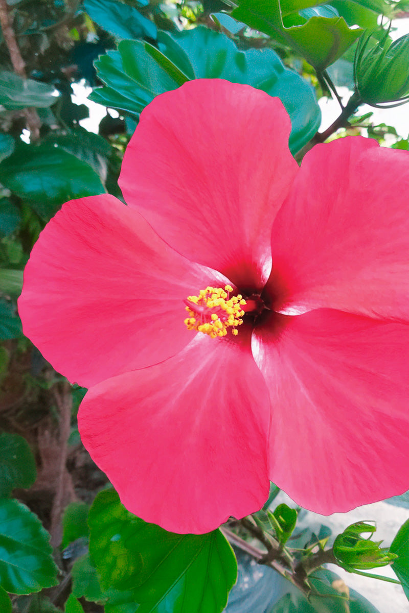 Hibiscus, Pink Versicolor