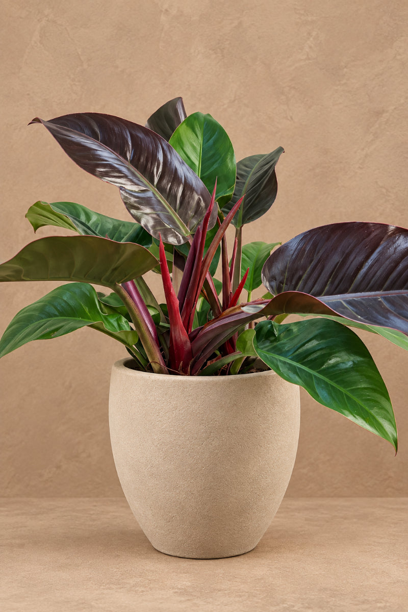 Philodendron, McColley's Finale 8"