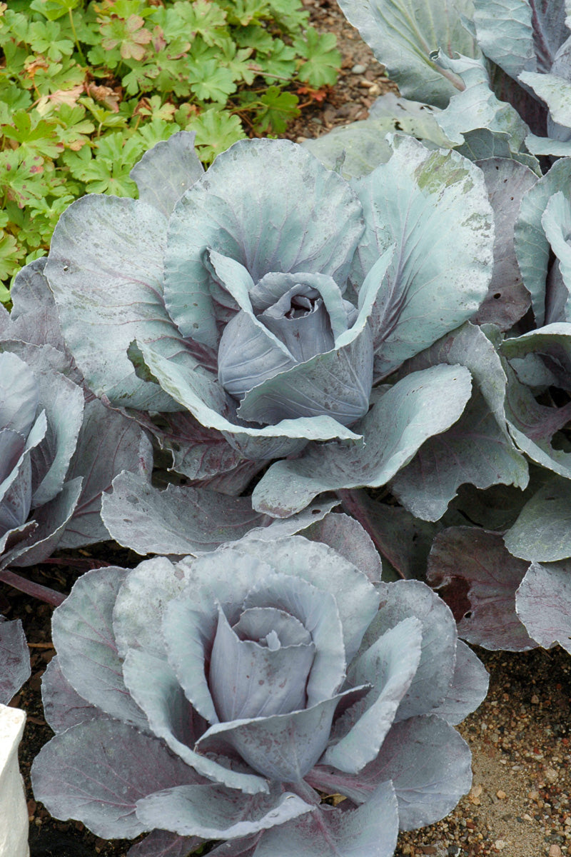 Ornamental Kale, Ruby Perfect
