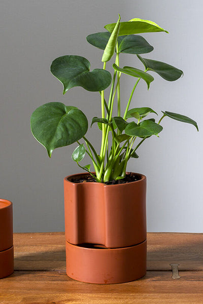 jett pot planter Jett Pot with Saucer 6