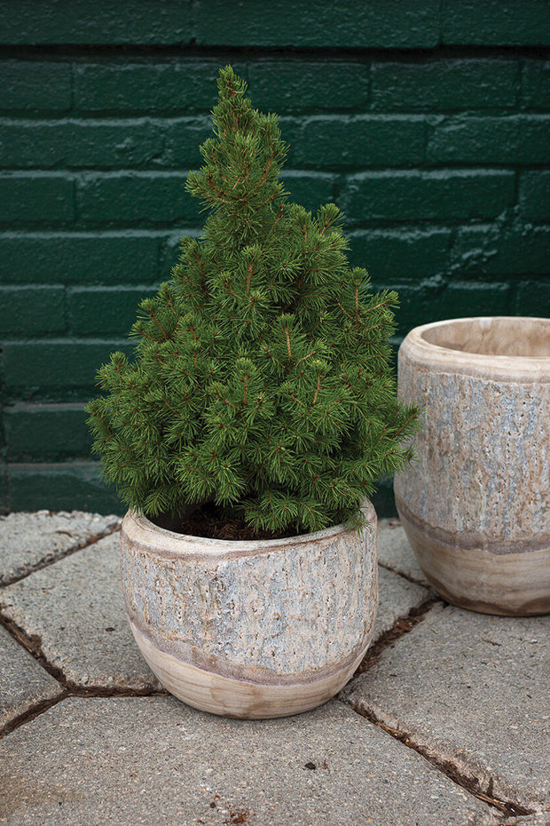 Elmwood Planter 9.5"X 7.25"