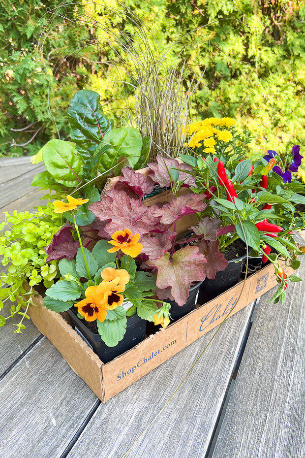 Planter Pack | Falling For Foliage