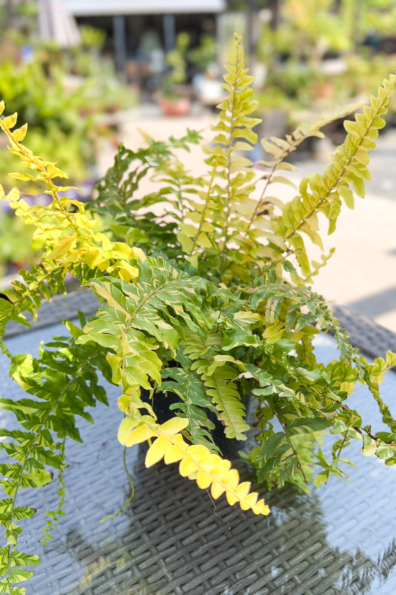 Fern Boston Tiger Stripe