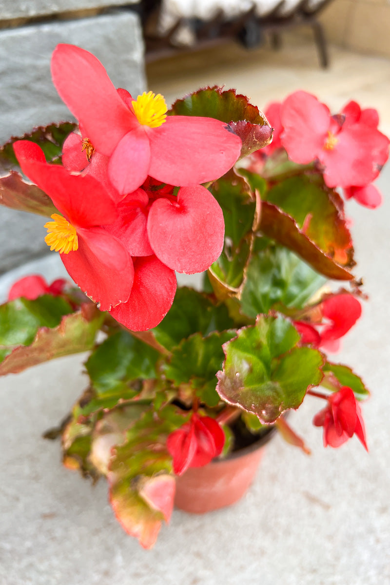 Begonia, Big Red Green Leaf