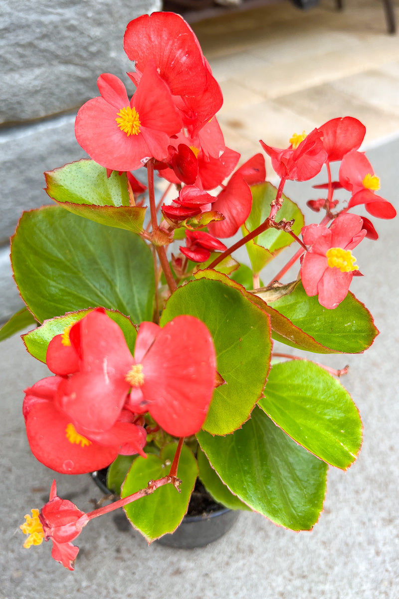 Begonia, Wax Green Leaf Red
