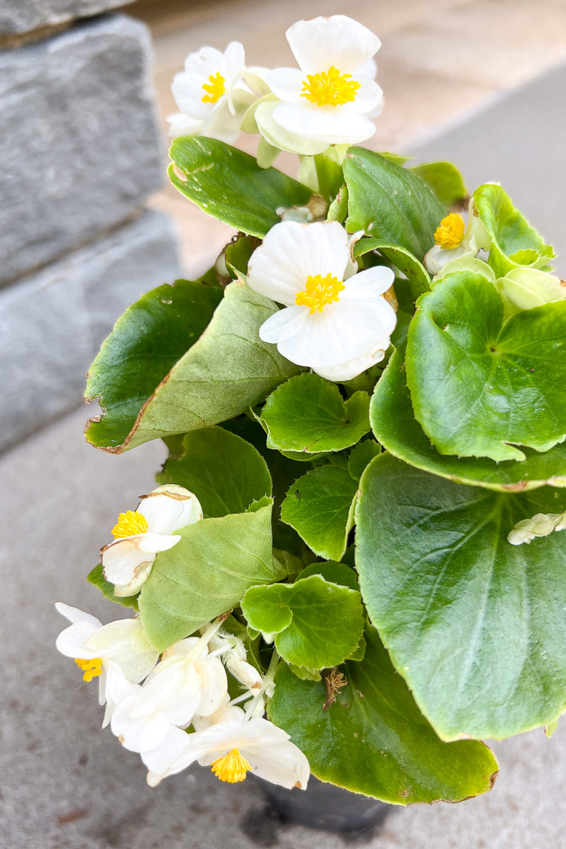 Begonia, Wax Green Leaf White