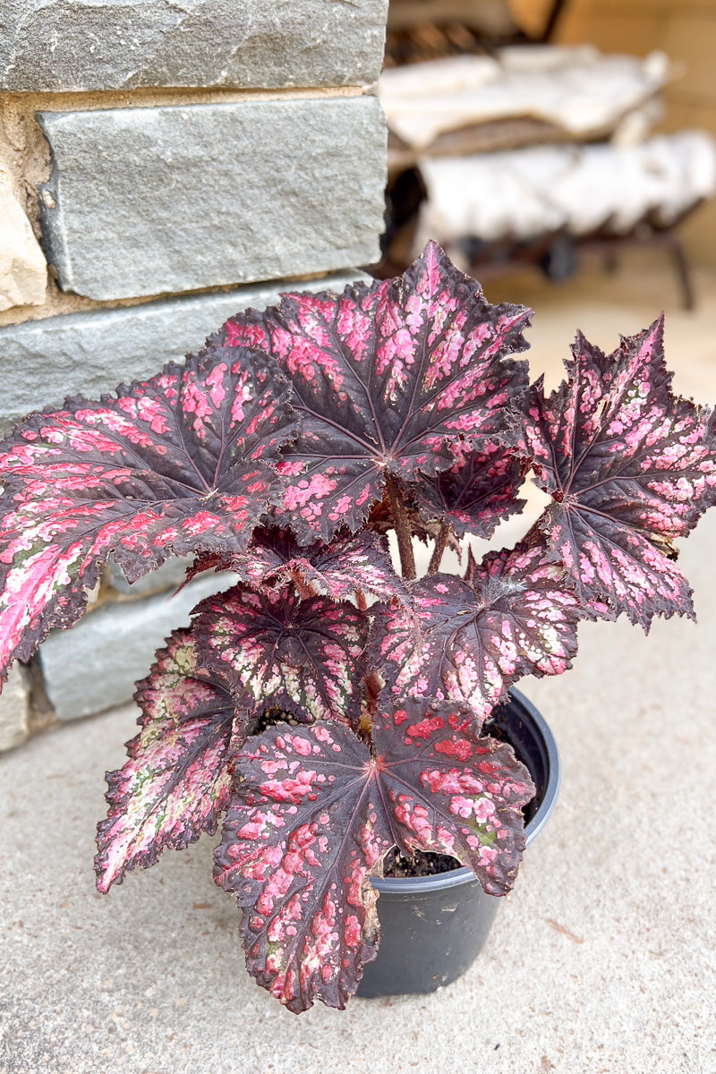 Begonia, Jurassic Rex Cherry Spike