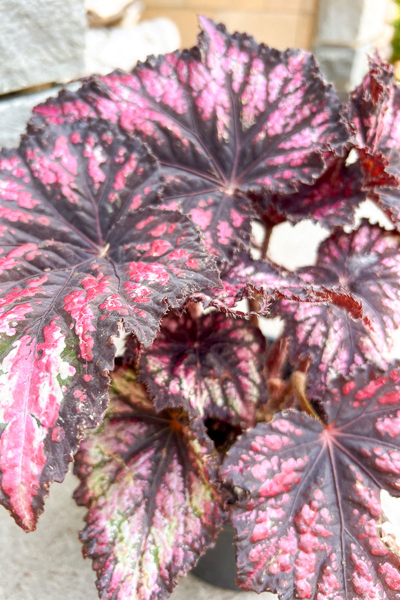 Begonia, Jurassic Rex Cherry Spike