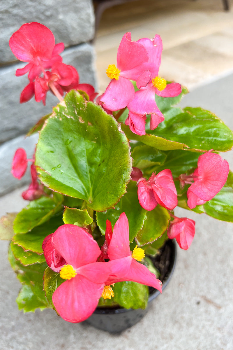 Begonia, Wax Green Leaf Rose