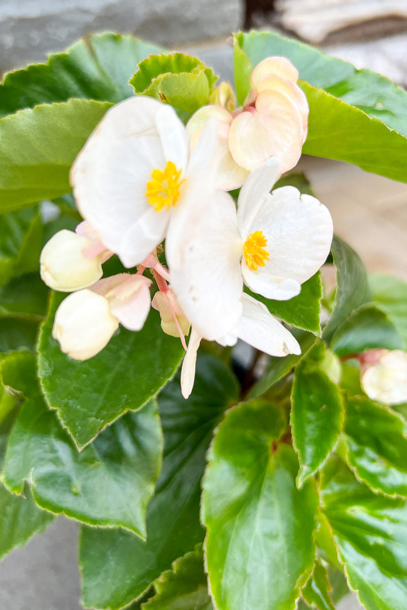 Begonia Dragon Wing White