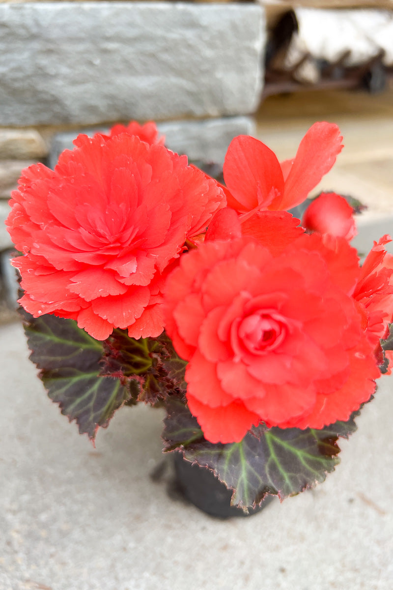 Begonia, Iconia Portofino Hot Coral