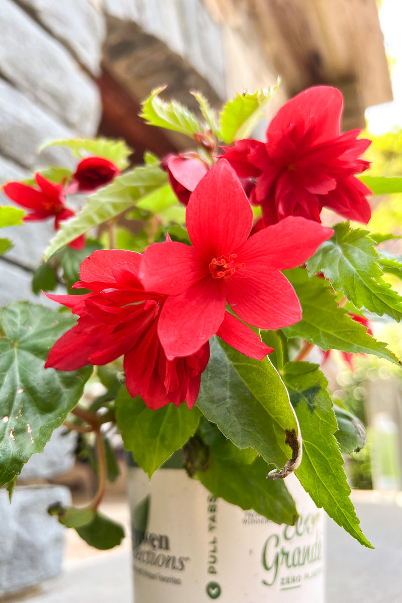 Begonia Funky Red