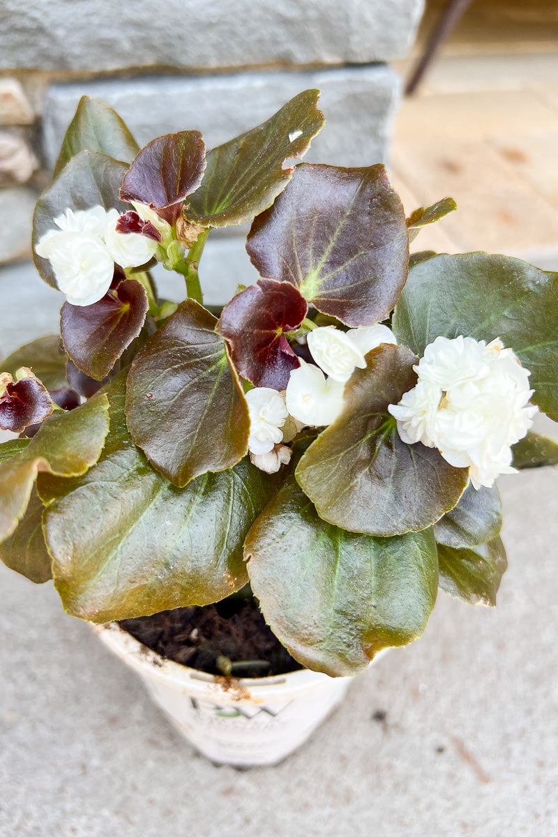 Begonia Double Up White