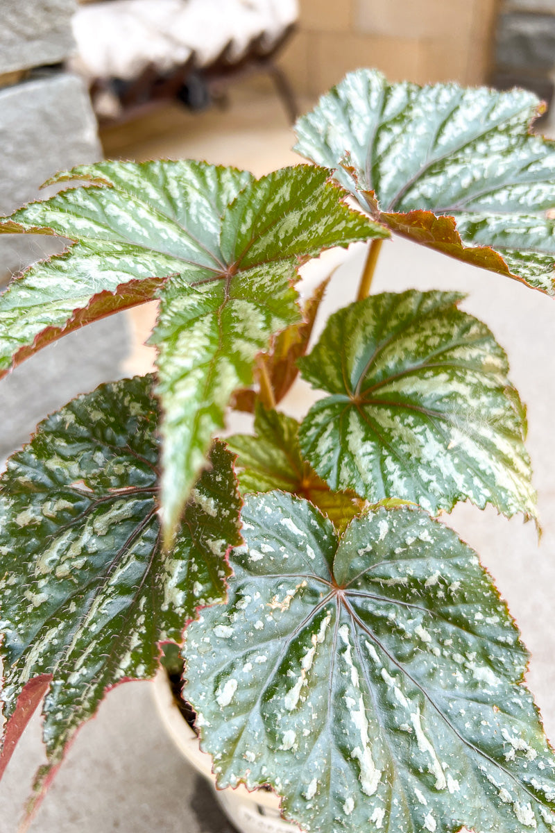 Begonia Pegasus