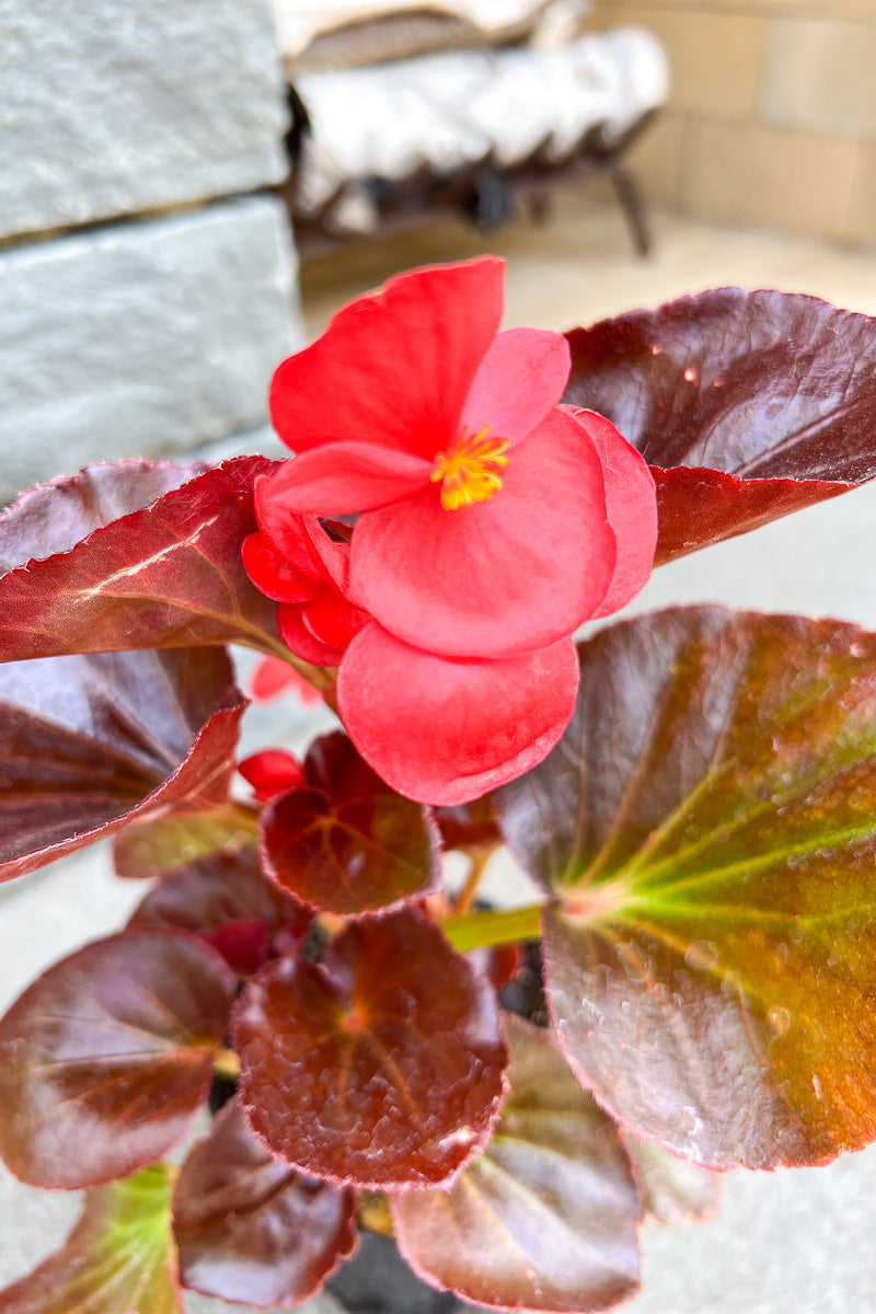 Begonia, Bronze Leaf Red