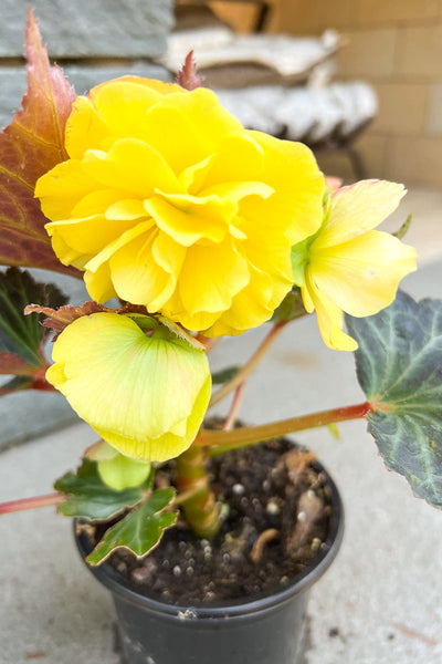 Begonia, Iconia Portofino Hot Yellow