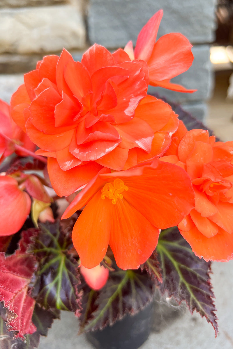 Begonia, Iconia Portofino Hot Orange