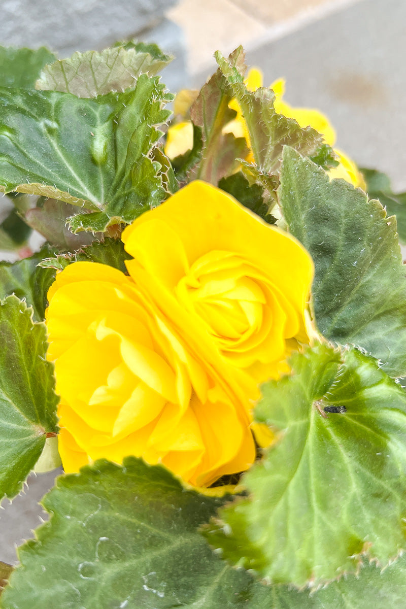 Begonia, NonStop Yellow