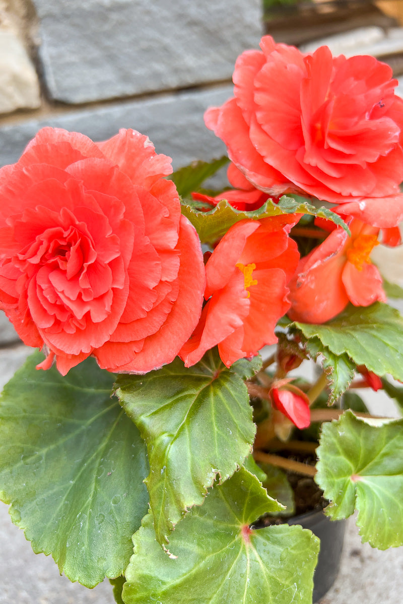 Begonia, NonStop Salmon