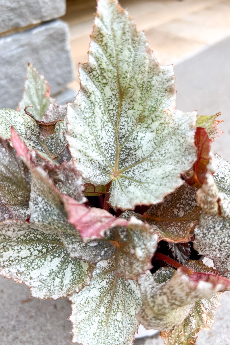 Begonia, Rex Shadow King Cool White