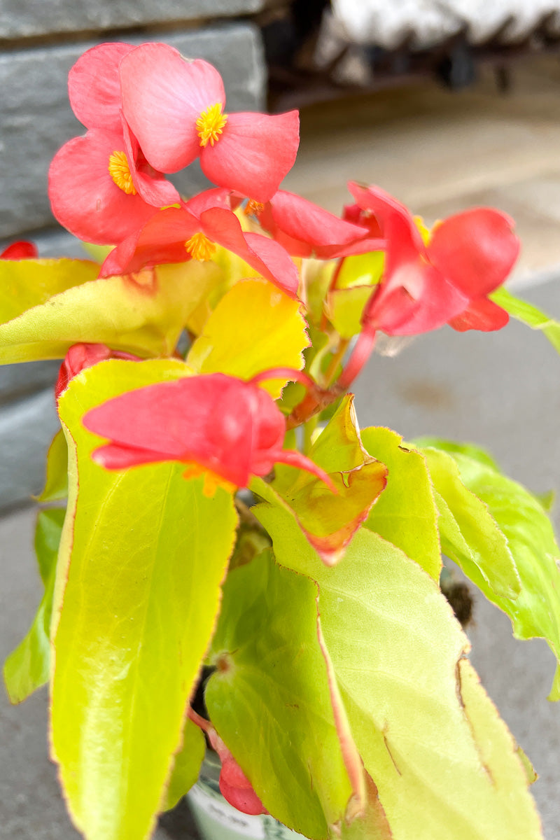 Begonia, Canary Wing Red
