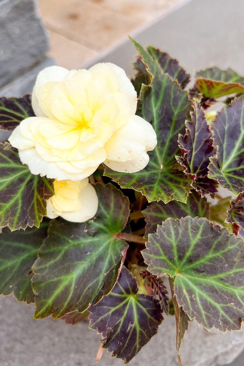 Begonia, Unbelievable Tweetie Pie