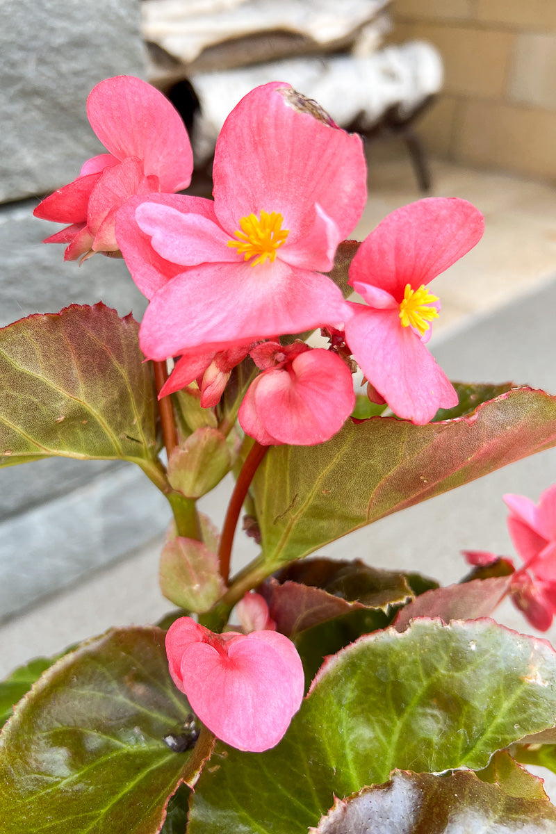 Begonia, Big Rose Bronze Leaf