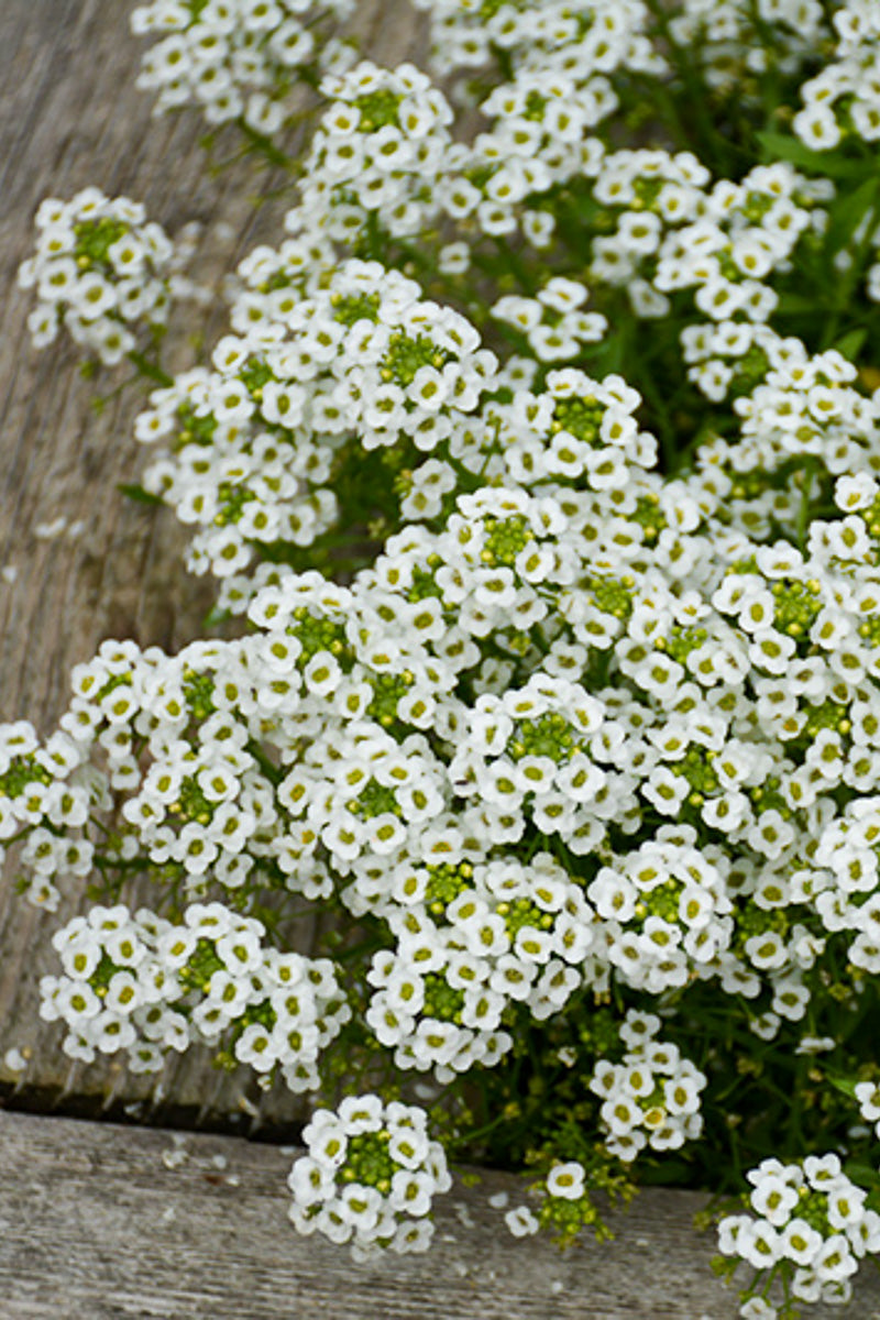 Lobularia, Snow Princess