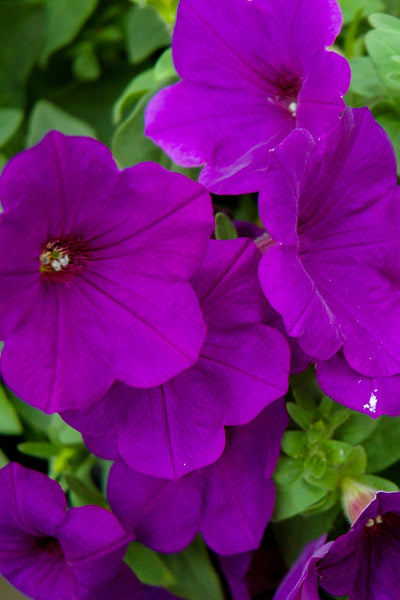 Petunia, Supertunia Royal Velvet