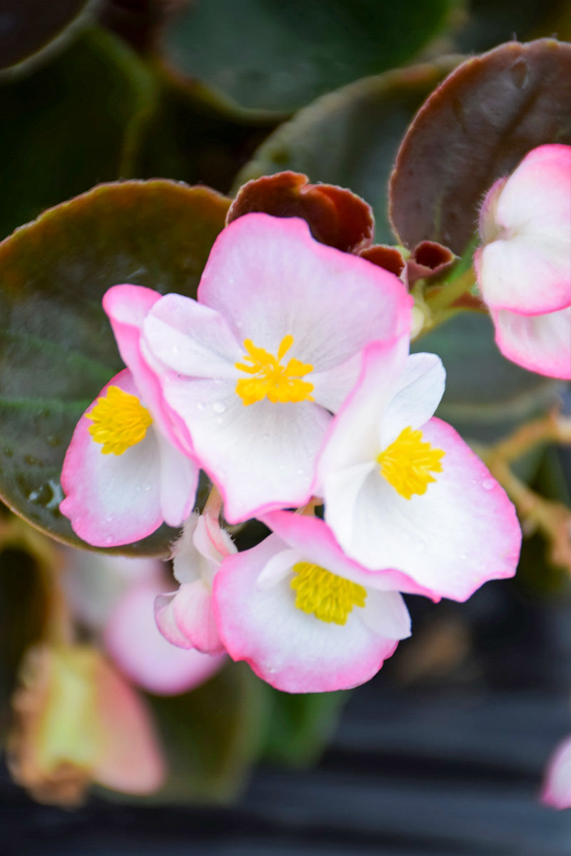 Begonia, Bada Boom Rose Bicolor