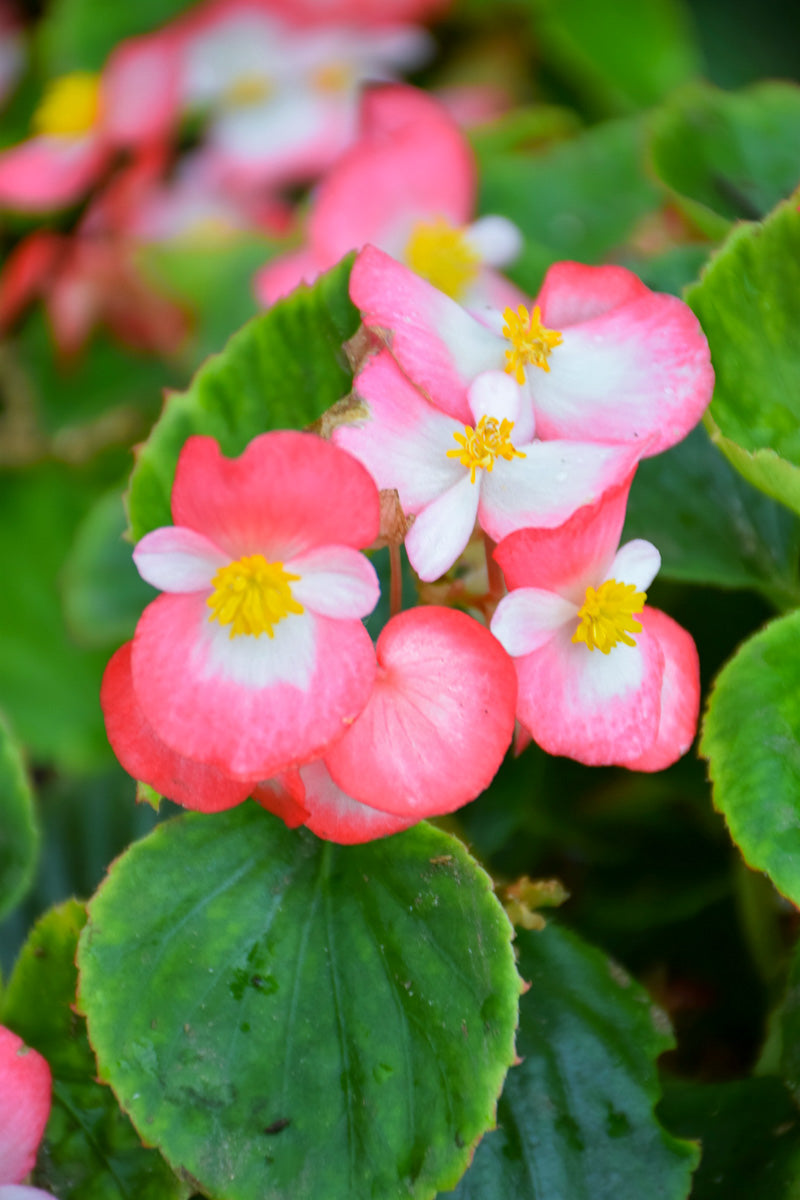 Begonia,  Bada Bing Rose Bicolor