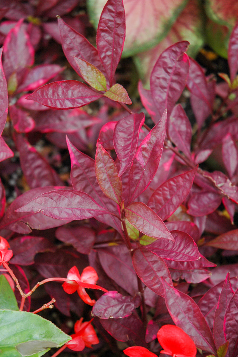 Alternanthera, Brazil Red Hots