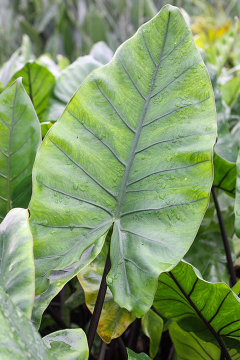 Alocasia, Black Stem