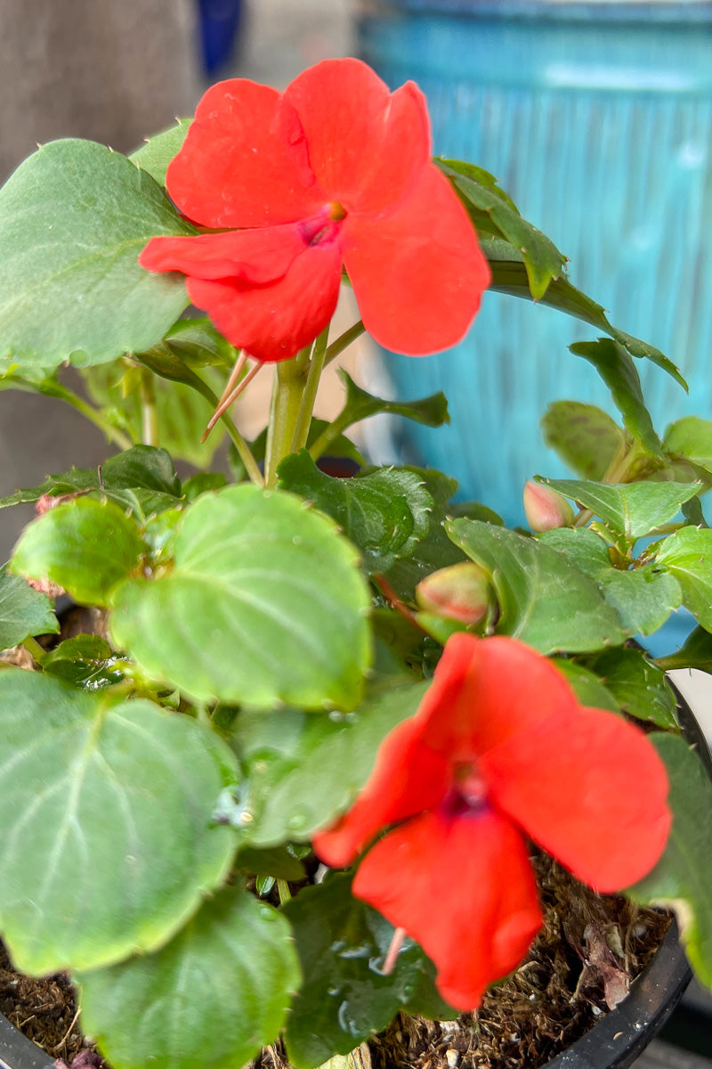 Impatiens, Imara Orange