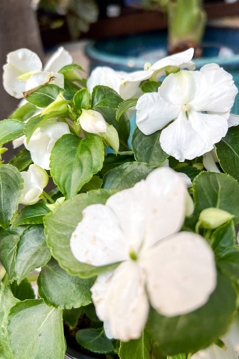 Impatiens, Beacon White