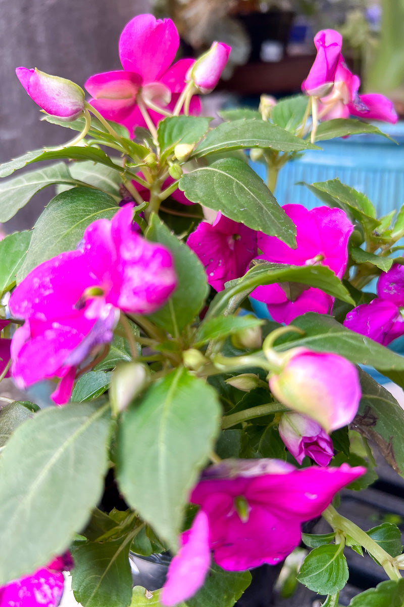 Impatiens, Beacon Violet